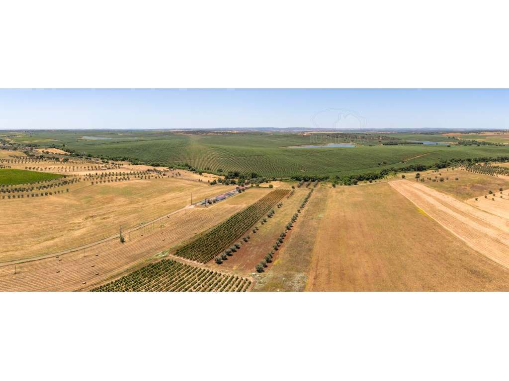 Terreno com 1,15 ha em Montoito (Redondo) | Oportunidade Agrícola e... - Grande imagem: 5/6