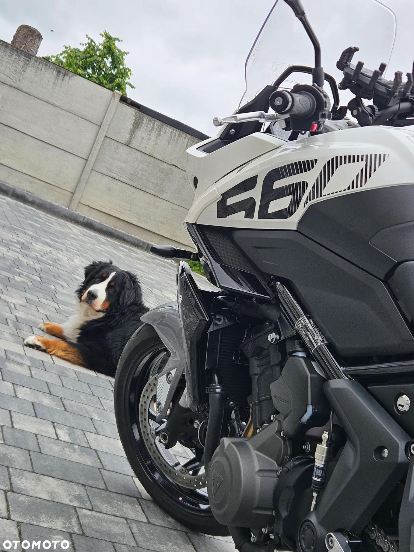 Triumph Tiger - 3