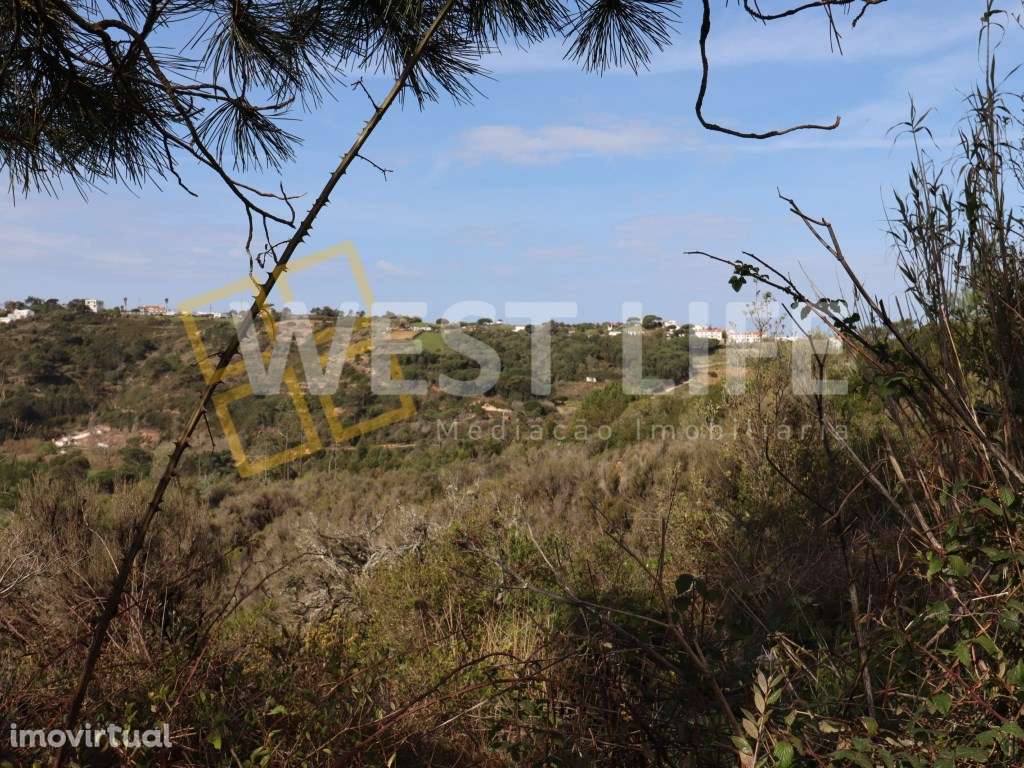 Terreno na Carvoeira - 2 Terrenos Rústicos com um Total de 9187m2 - Grande imagem: 3/12