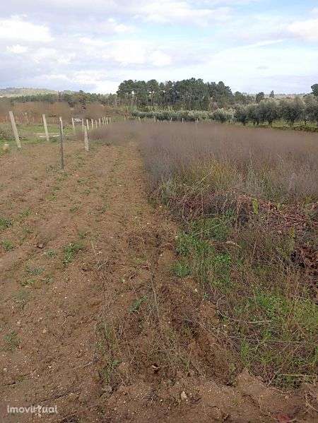 Terreno agrícola, casa, furo água, Alverca da Beira - Pinhel - Grande imagem: 4/12