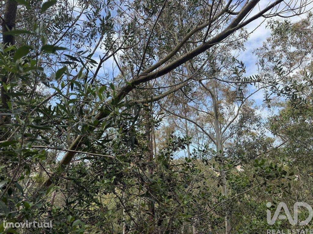 Terreno em Sesimbra (Castelo) - Grande imagem: 3/17
