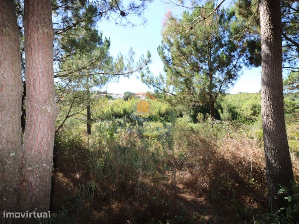 Terreno agrícola 2.000 m2 | Fonte Grada, Torres Vedras - Grande imagem: 2/6