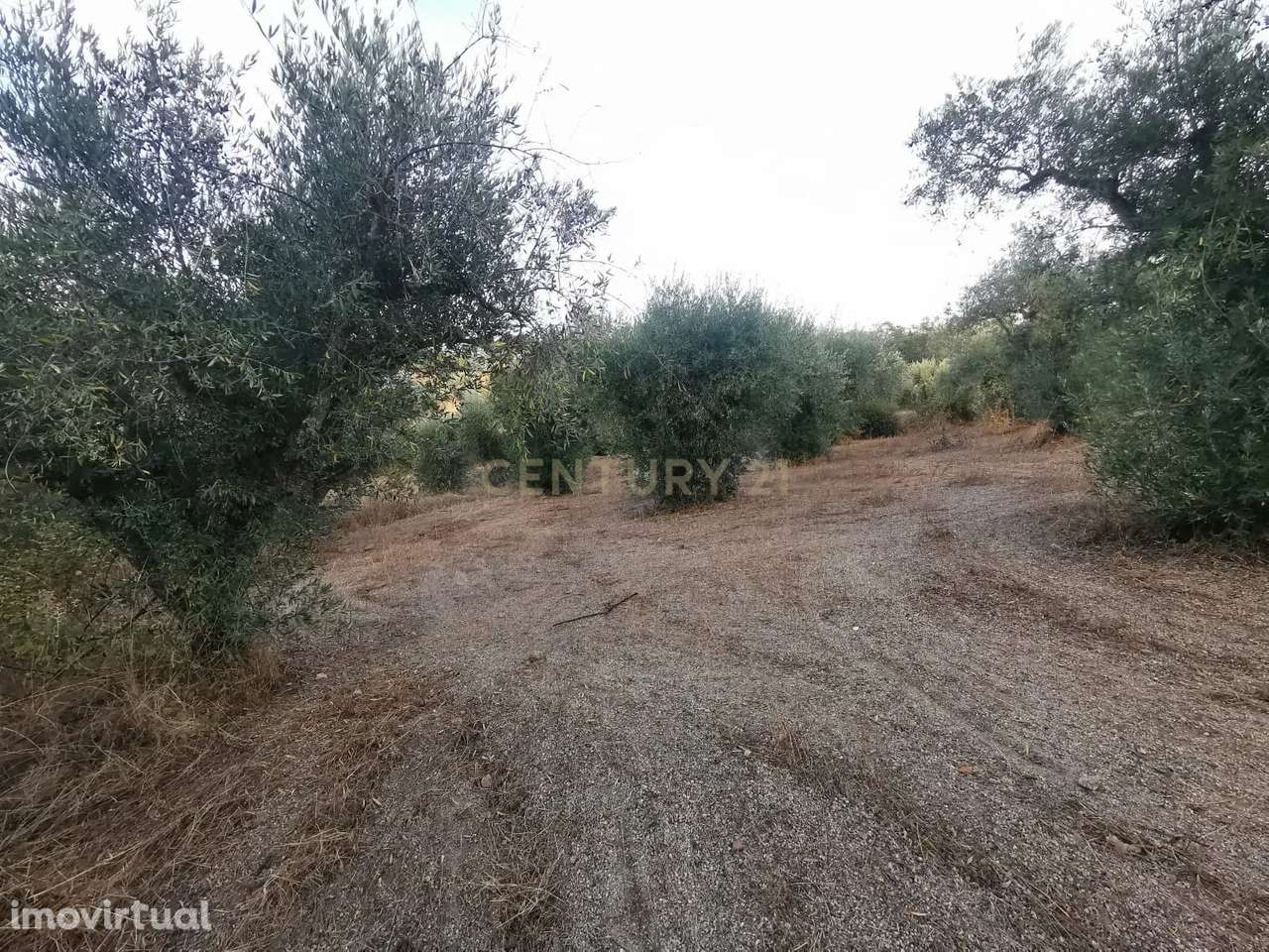 Terreno rústico com construção e poço – Freixial do Campo - Grande imagem: 5/14