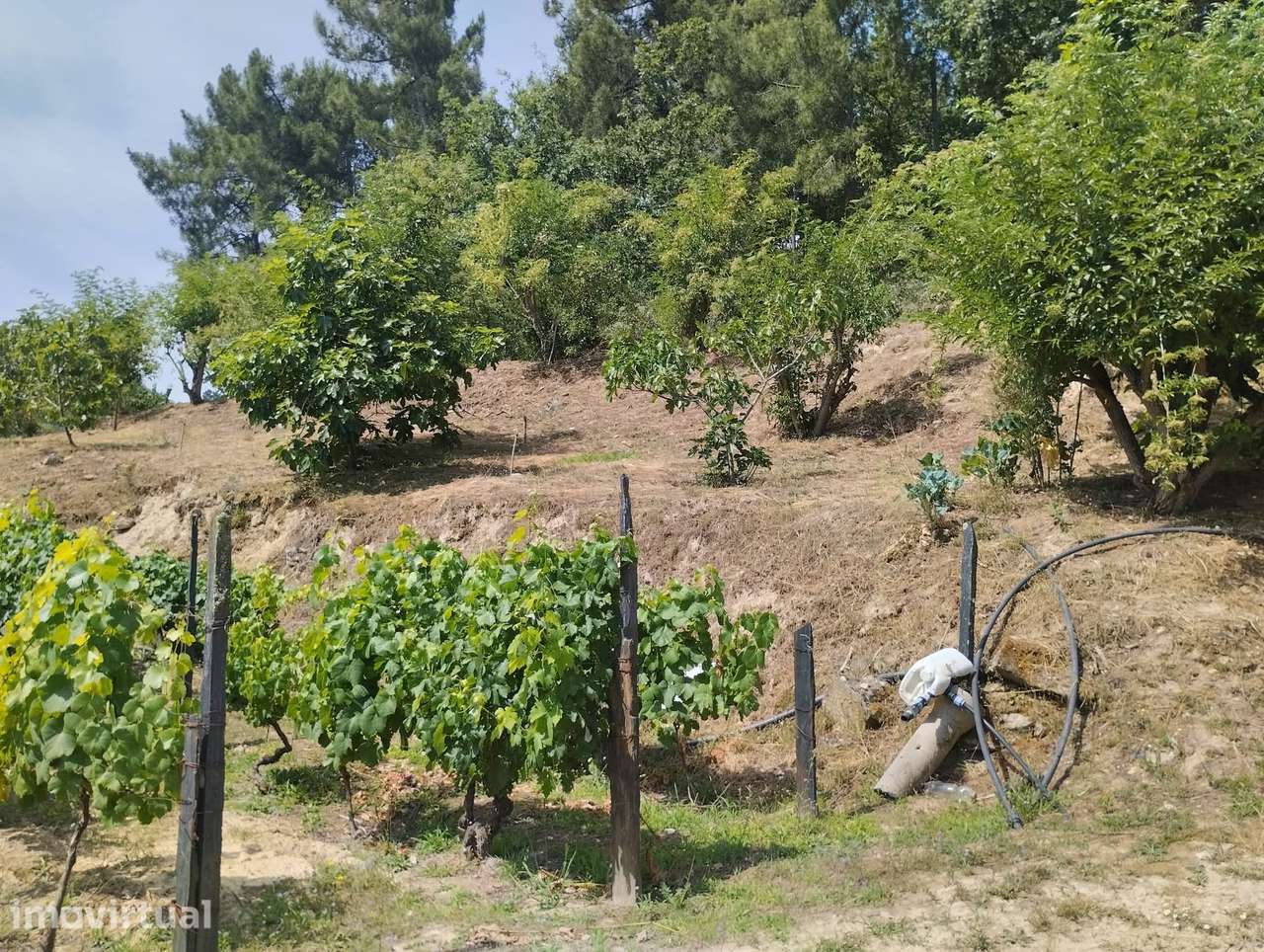 Quinta no Douro 20 000 com arrumo de apoio em Tarouca - Grande imagem: 5/19