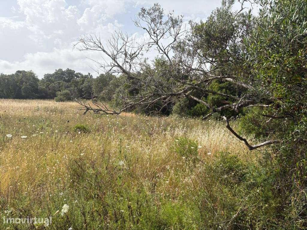 Terreno Rustico de 9.300 m² nos Palmeiros, Salir, Algarve - Grande imagem: 3/14