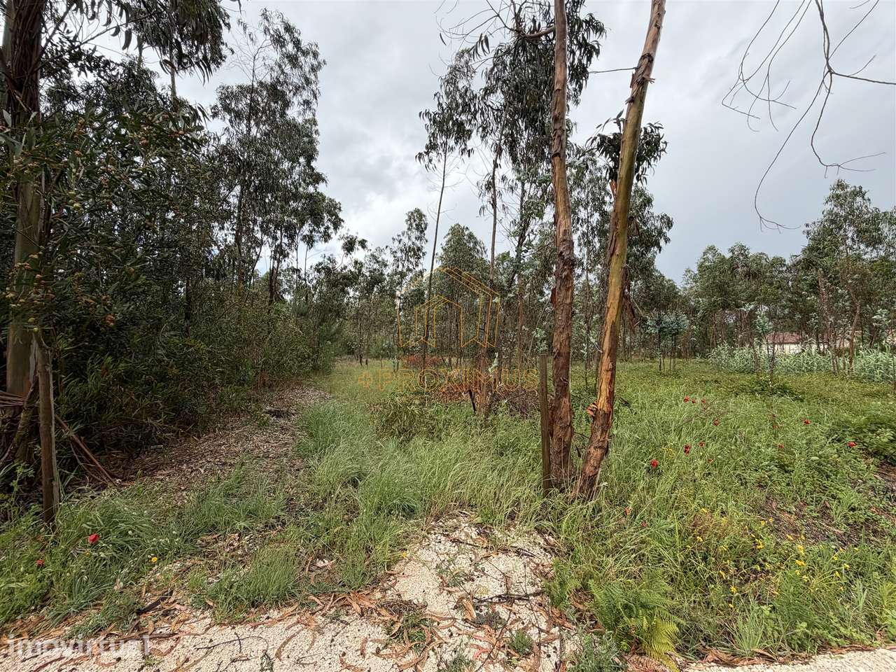 Terreno c/ 10.000m2 - Moinhos da Gândara - Grande imagem: 4/17