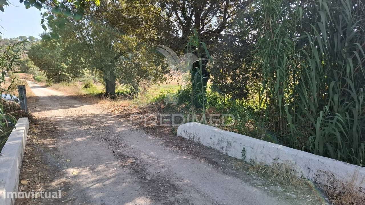 Terrenos Rústicos com Olival e terreno de semeadura, Chã - Grande imagem: 3/7