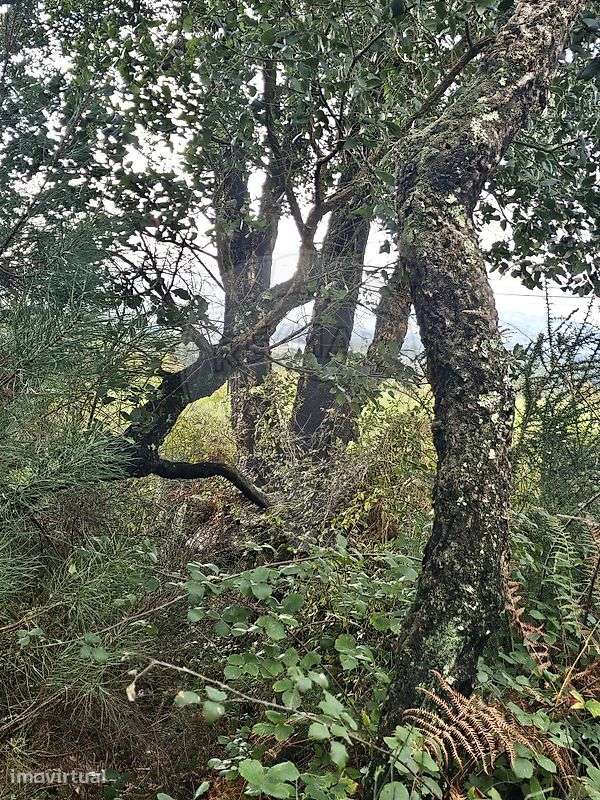 Terreno  para venda - Grande imagem: 4/6