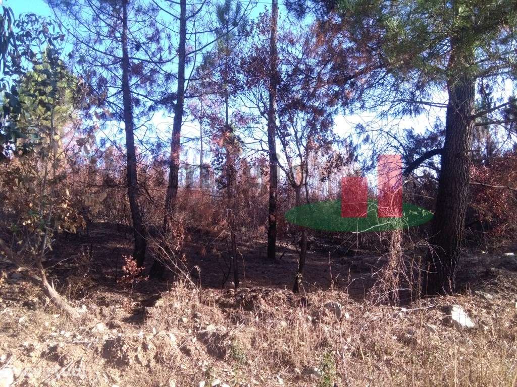 Terreno Rústico Cardigos ***RIOMAGIC*** - Grande imagem: 4/7