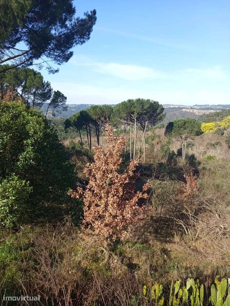 Terreno com 16 Hectares em Nelas - Grande imagem: 3/13