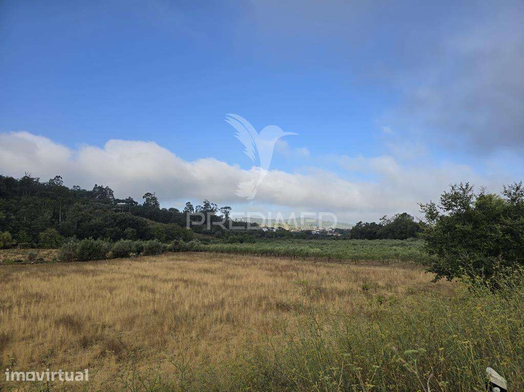 Terreno com Olival em Mata, Vila Seca, Condeixa-a-Nova - Grande imagem: 4/23