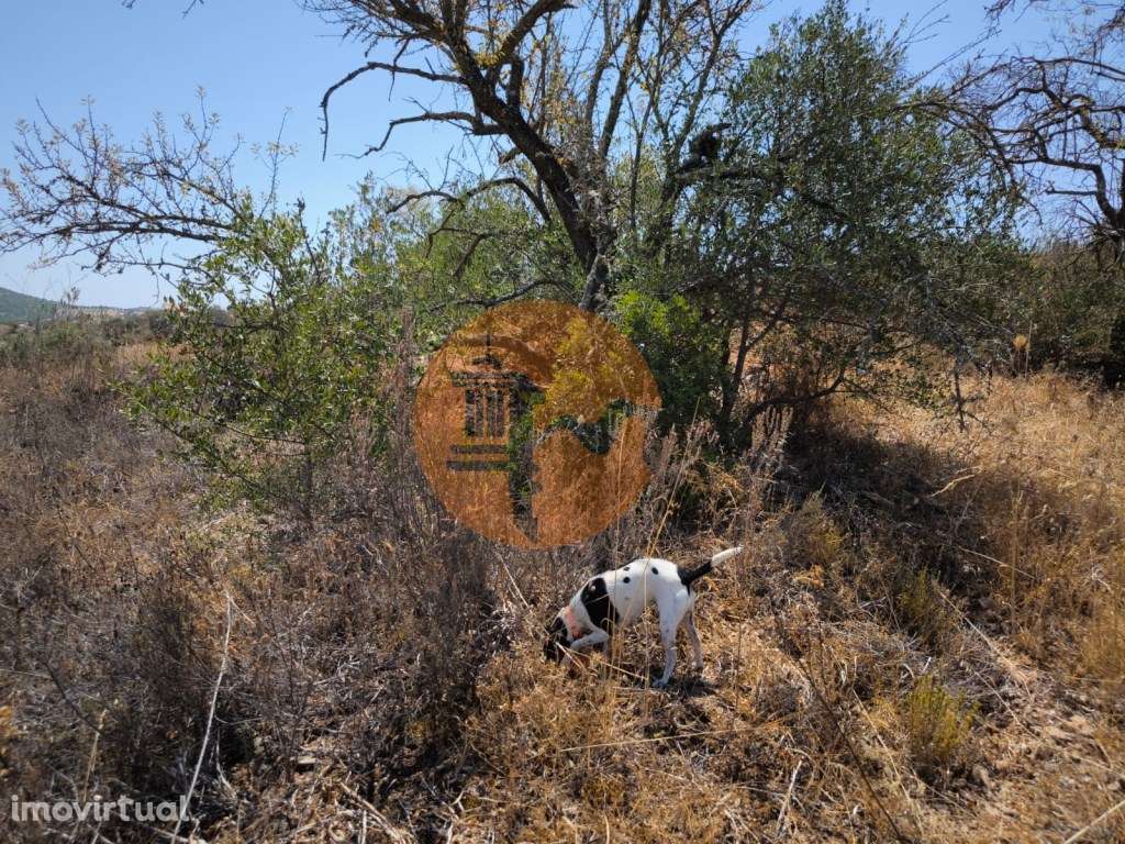 TERRENO COM 7.640 M2 JUNTO A ENTRADA DA ALDEIA DE CORTES PEREIRA - ... - Grande imagem: 3/53