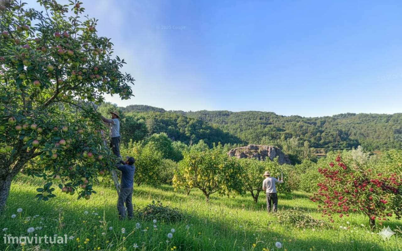 Terreno com 30 000 m2 no Douro e a 60 km Porto - Grande imagem: 2/8
