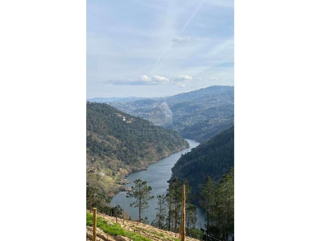 Quinta em Marco de Canaveses (22 artigos) junto ao Rio Douro - Grande imagem: 5/10