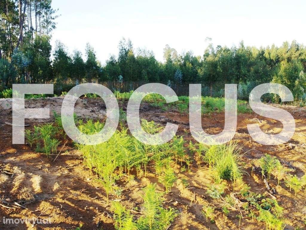 Terreno Rústico Venda Oliveira do Bairro - Grande imagem: 2/4