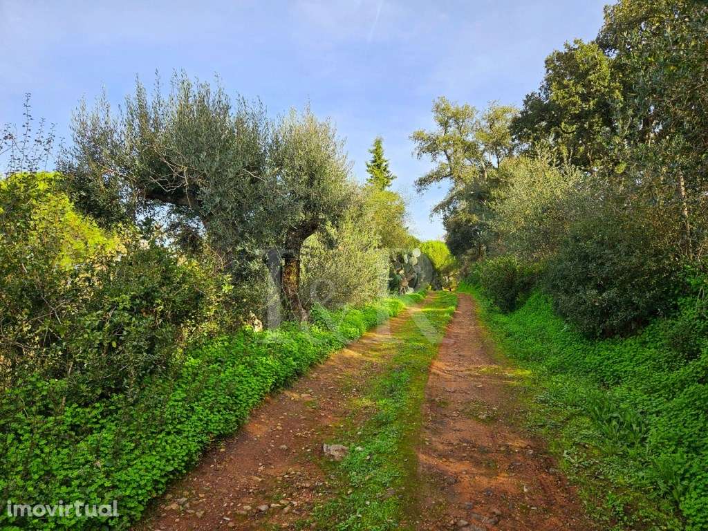 Monte alentejano com moradia T10 e piscina em Montemor-o-Novo, Évora - Grande imagem: 4/60