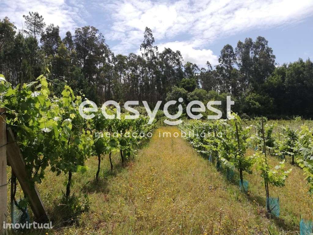 Terreno com vinha e zona florestal - Granja - Grande imagem: 4/12
