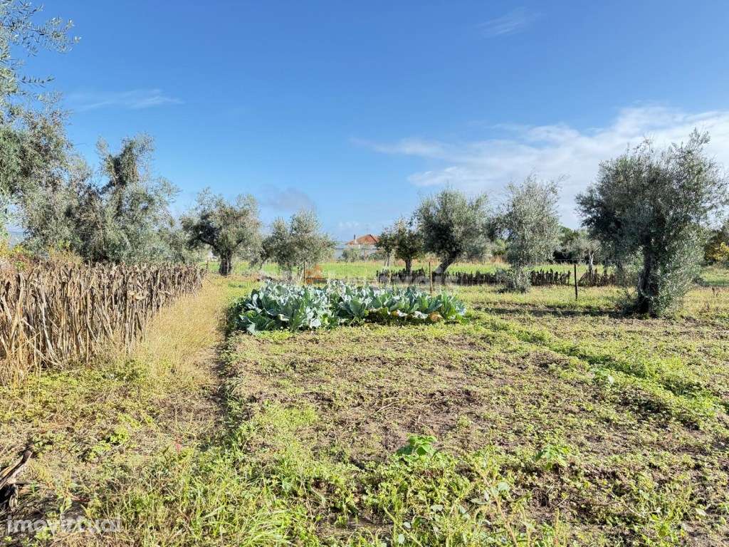 Terreno Rustico- Monte Galego - Grande imagem: 4/6