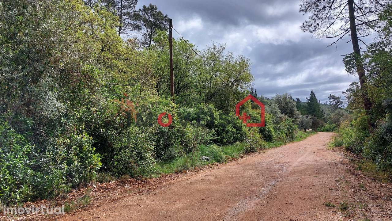 Terra de Mato com Oliveiras e Azinheiras - Grande imagem: 2/5