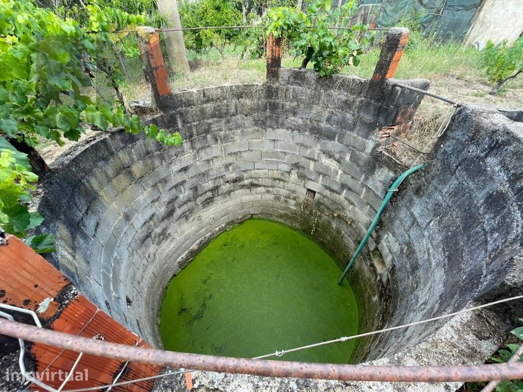 Terreno com árvores de fruto e oliveiras em Juncal do Campo! - Grande imagem: 2/15
