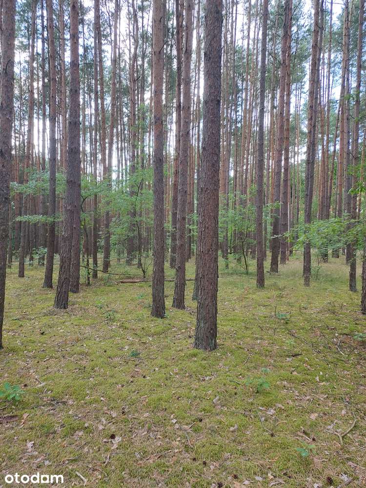Działka leśna 44000 m² w spokojnej okolicy - Pełny obrazek: 4/13