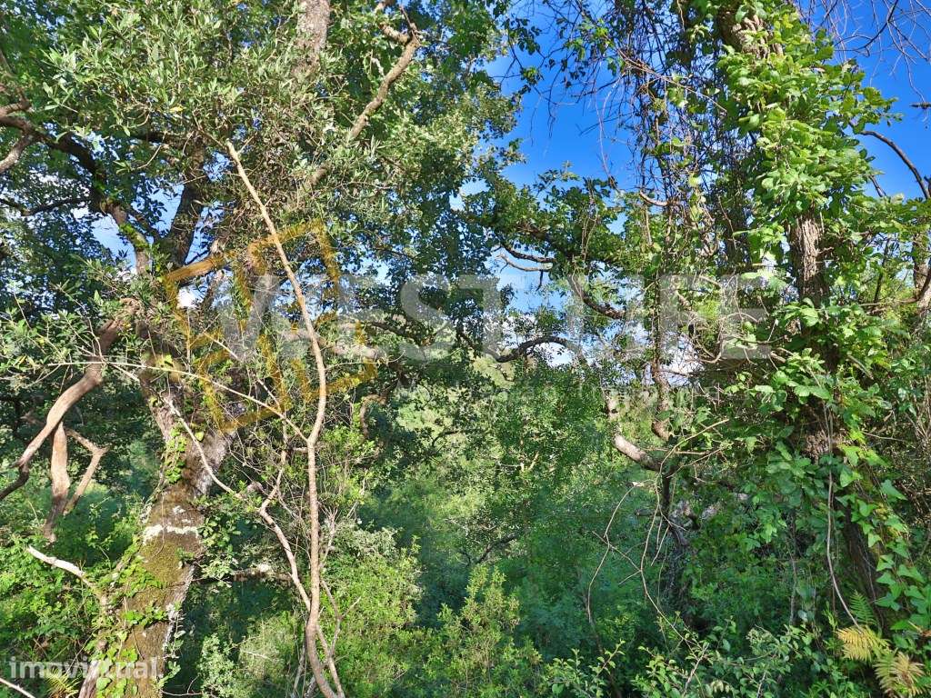 Terreno Rústico com 15560m2 - Natural e Pinhal - EXCLUSIVO WL - Mafra. - Grande imagem: 4/18