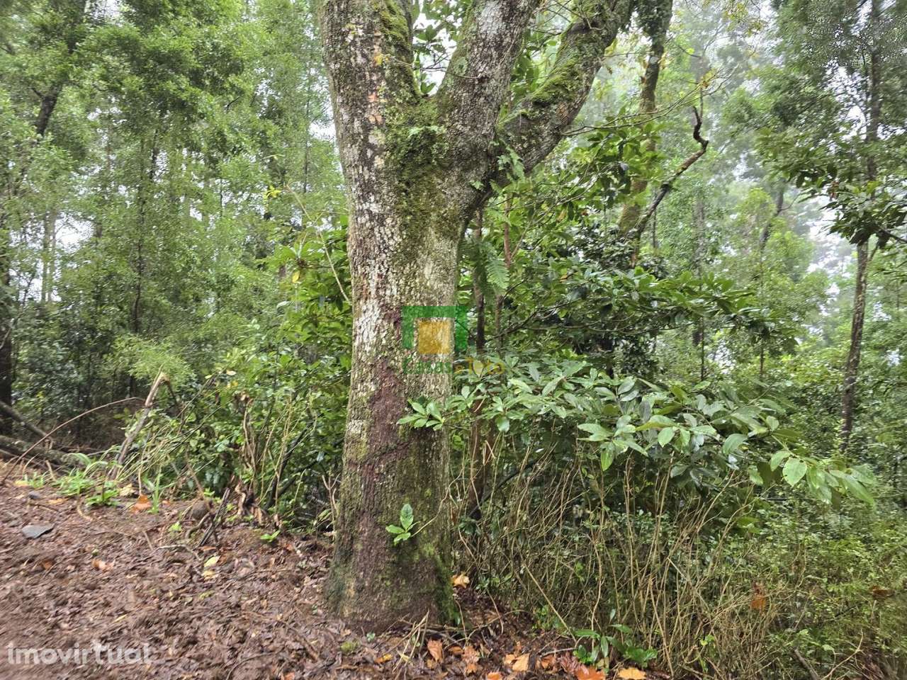 Santana - Grande imagem: 5/5