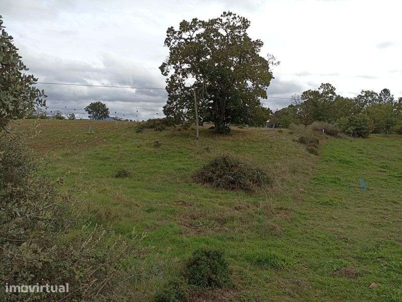 Terrenos com castanheiros e oliveiras - Grande imagem: 3/7