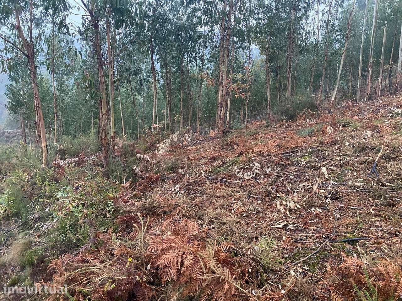 Propriedade Rústica com Dependência Agrícola e Rio – Abadim, Cabeceira - Grande imagem: 5/17