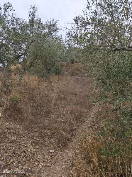 Vendo um terreno rústico em mós de Moncorvo - Grande imagem: 3/8