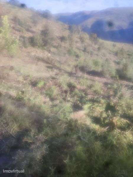 Vendo um terreno junto ou Douro - Grande imagem: 5/8