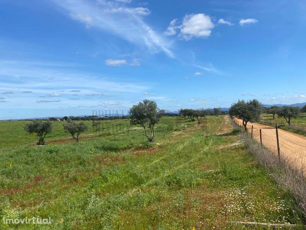 Terreno Rustico com Olival em Vila Nova de São Bento - Serpa - Grande imagem: 4/31