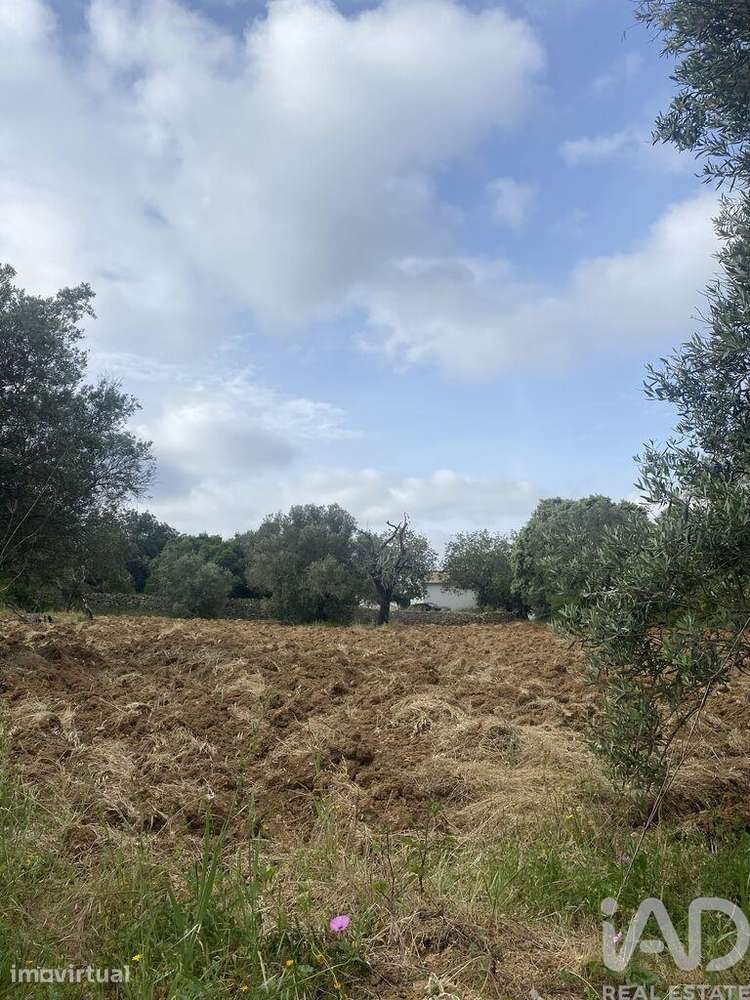 Terreno Agrícola em Santa Bárbara de Nexe - Grande imagem: 5/9