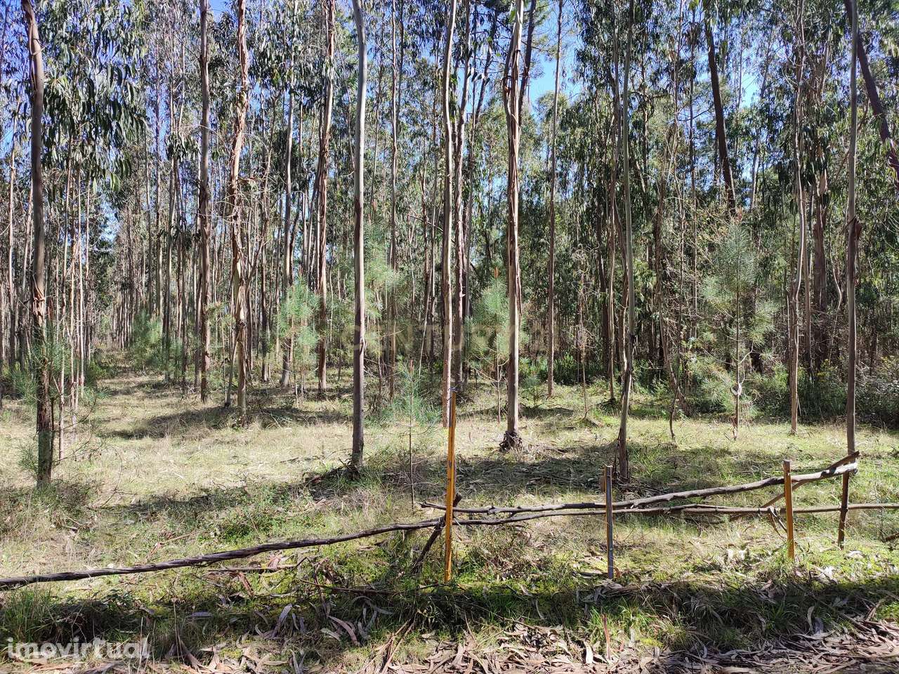 Terreno de eucaliptos Maceira, Leiria - Grande imagem: 2/5