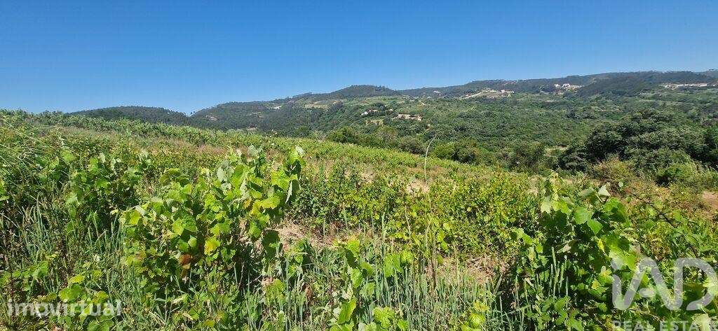 Terreno Agrícola em Mafra - Grande imagem: 2/24