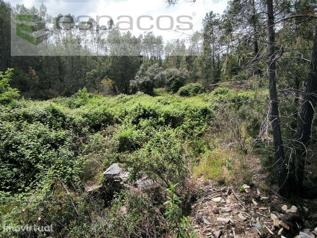 Terreno murado e com poço - Grande imagem: 4/8