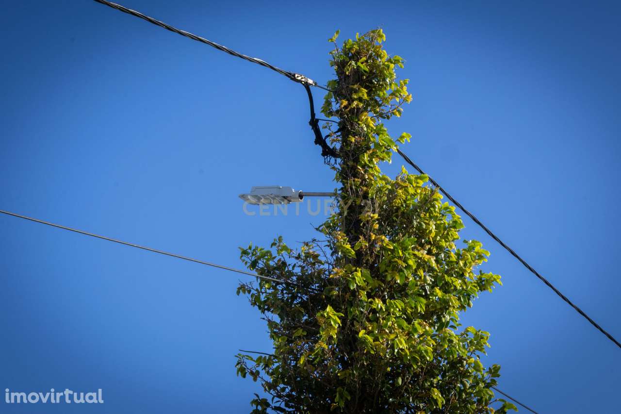 Propriedade Única com Estufas de Ananases e Potencial Urbano — Abelhei - Grande imagem: 5/27