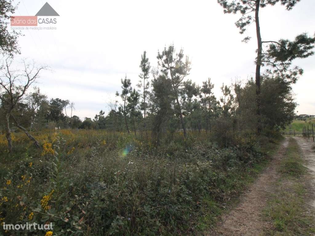 Terreno para construção em S. Martinho de Árvore - Grande imagem: 2/7