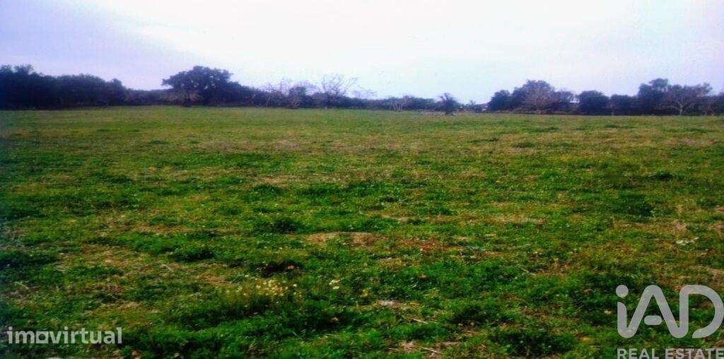 Terreno Agrícola em Ribeira de Nisa e Carreiras - Grande imagem: 3/5