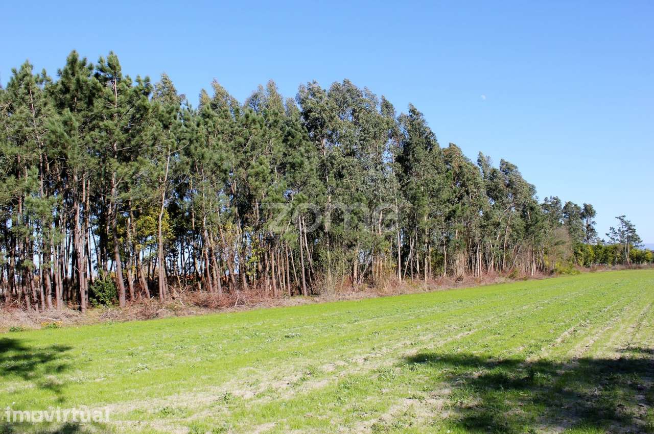 Terreno na Torreira, Murtosa - Grande imagem: 2/9