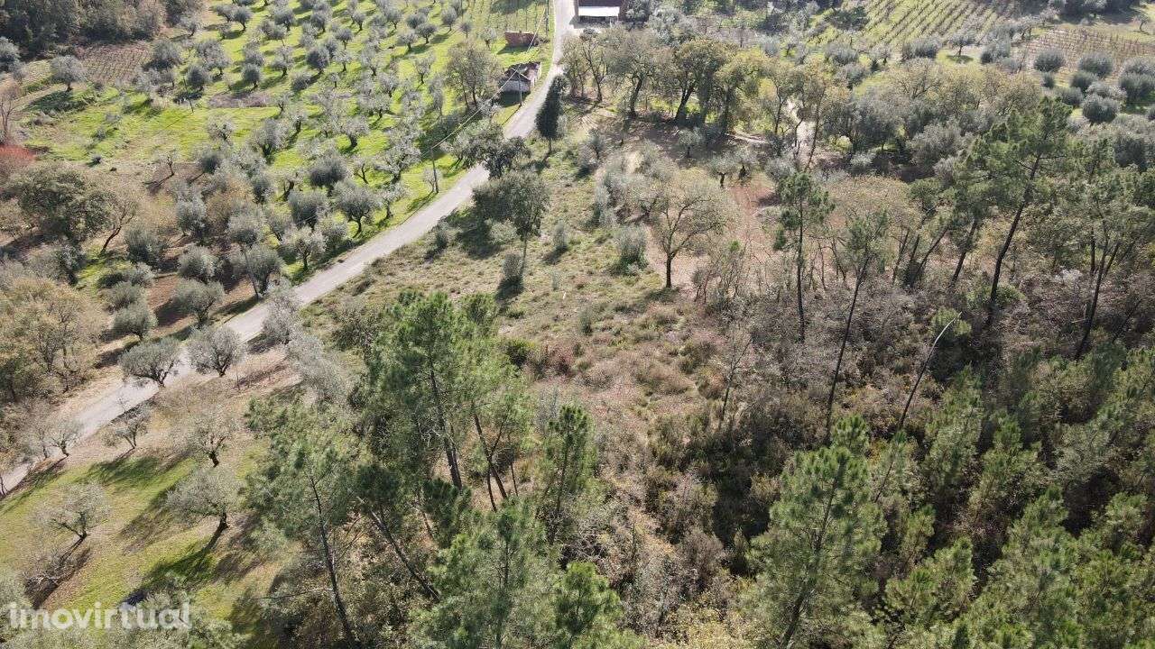 Terreno Agrícola/Florestal - Grande imagem: 4/6
