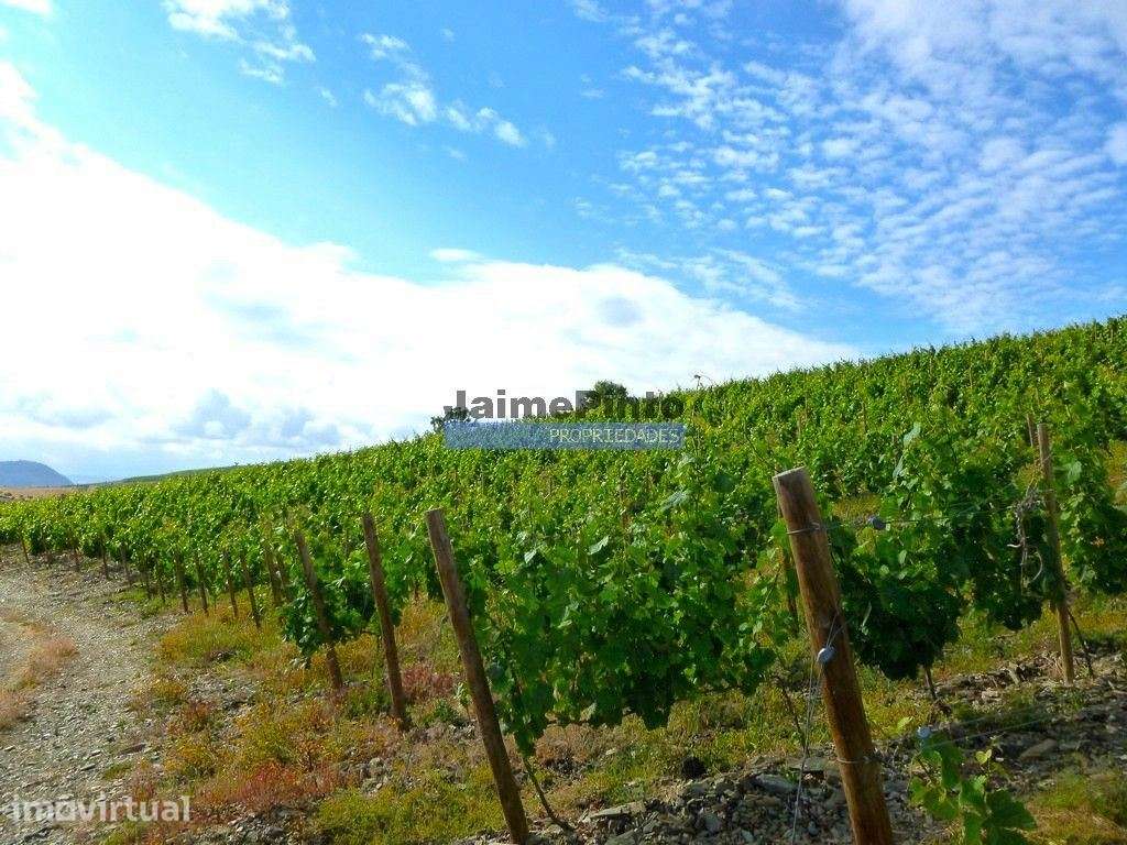 Quinta Vinho do Porto, 25ha, Douro. Portugal, V. N. Foz Côa. - Grande imagem: 2/10