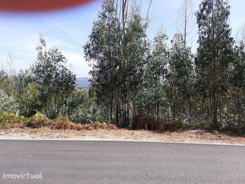 2 terrenos rústicos - Arganil. - Grande imagem: 5/6