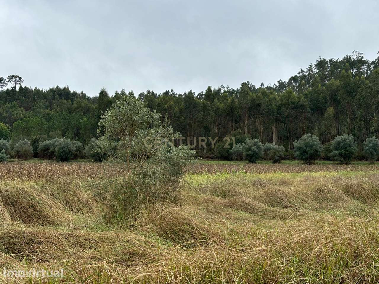 Terreno com Eucaliptal e outras árvores - Grande imagem: 4/5