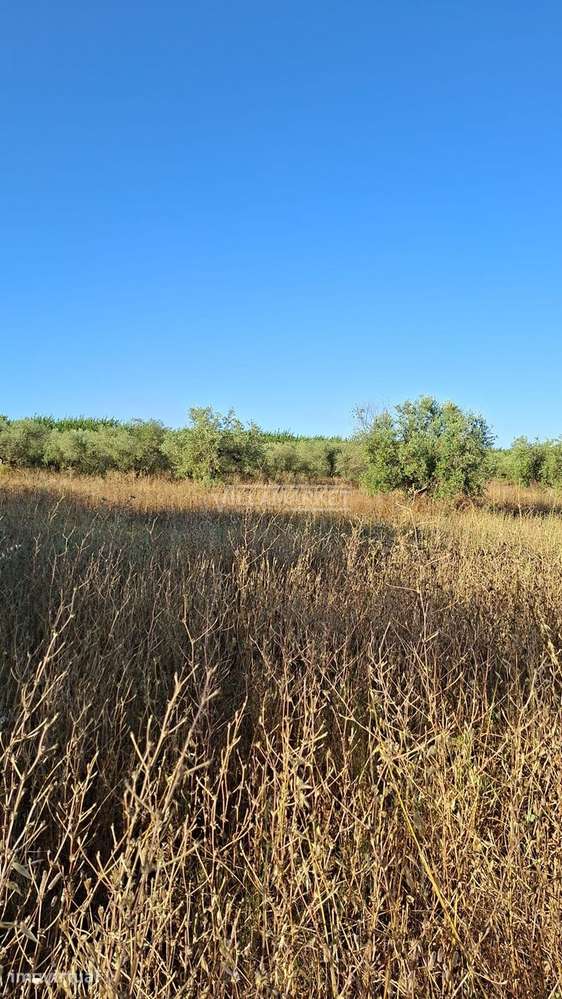 2 Terrenos rústicos com olival totalizando uma área com 17500 m2 situa - Grande imagem: 4/6