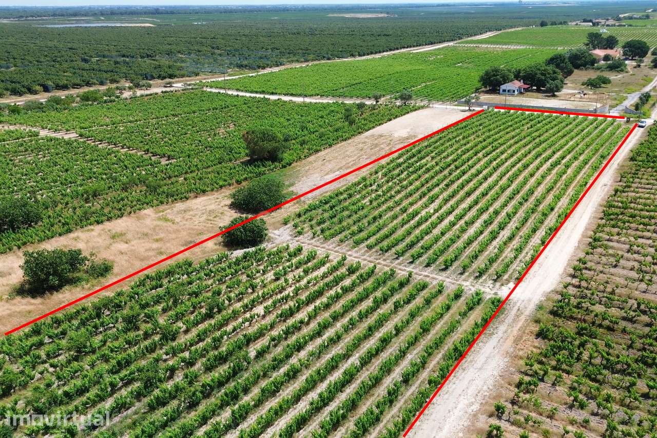 Terreno no Lau com vinhas certificadas - Grande imagem: 5/26