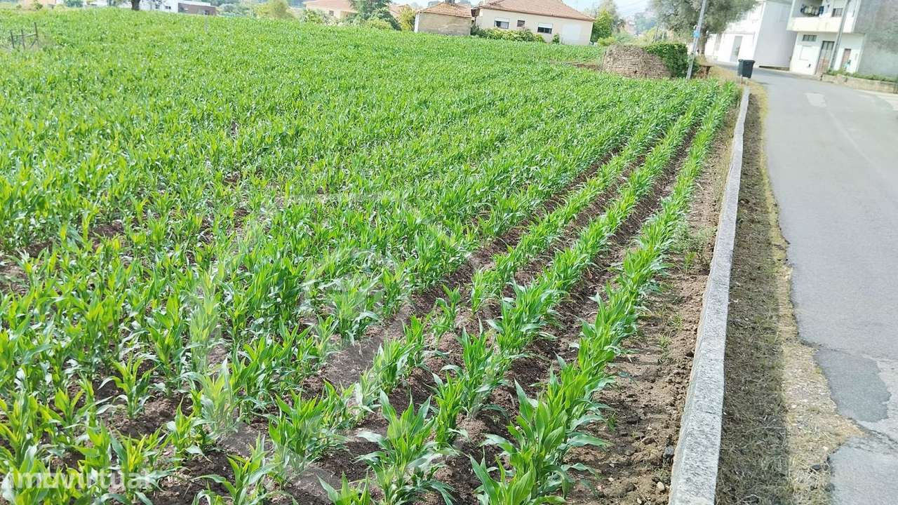 TERRENO PARA CONSTRUÇÃO MORADIAS - OLIVEIRA DO BAIRRO! - Grande imagem: 5/8