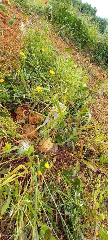 Terreno Rústico com Alfarrobeiras e Amendoeiras - 4860 m² de Natureza - Grande imagem: 4/8