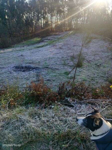 terreno para viver em off grid - Grande imagem: 2/12