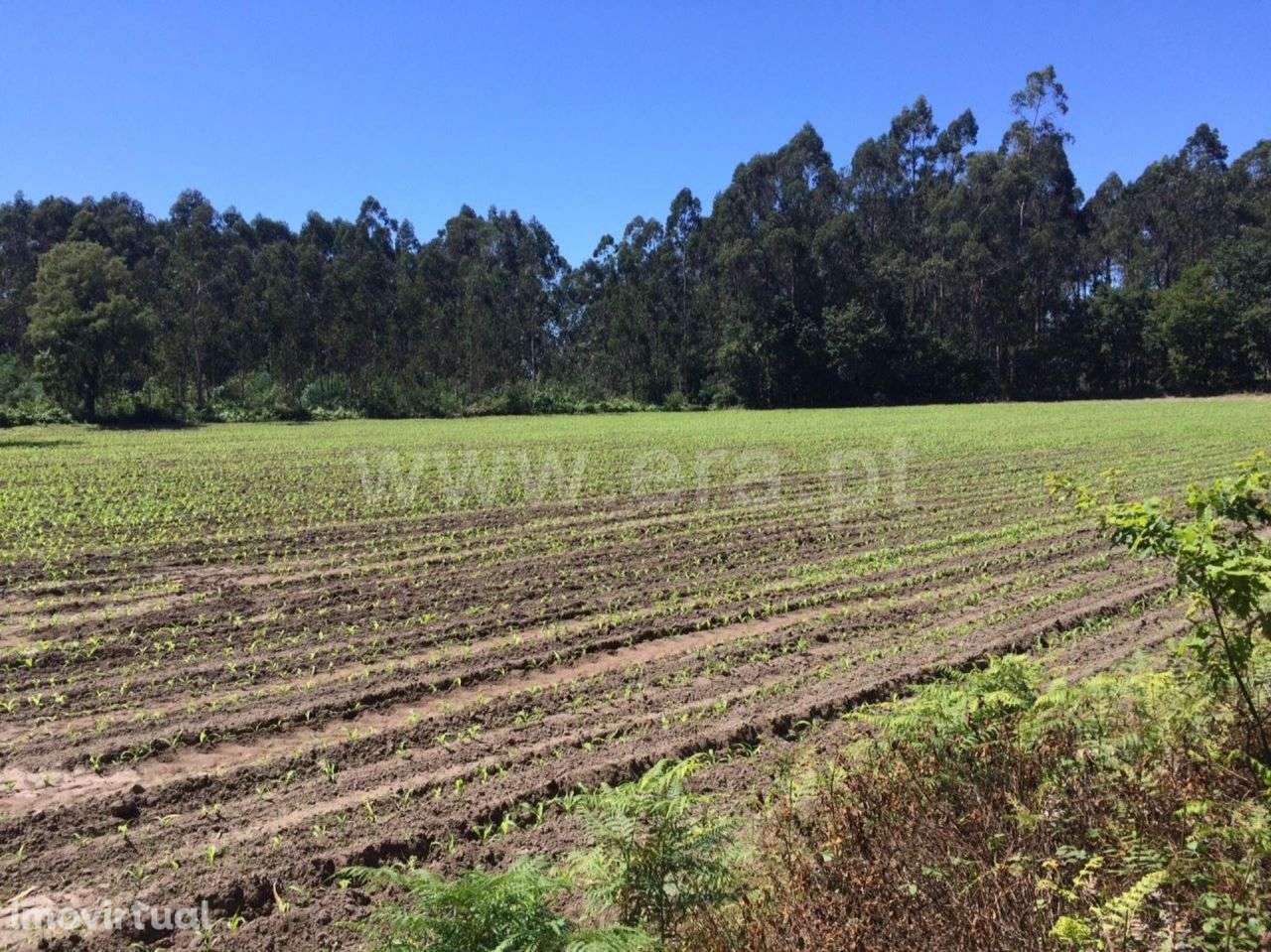 Terreno rústico na margem rio Cávado, Esposende - Grande imagem: 5/7